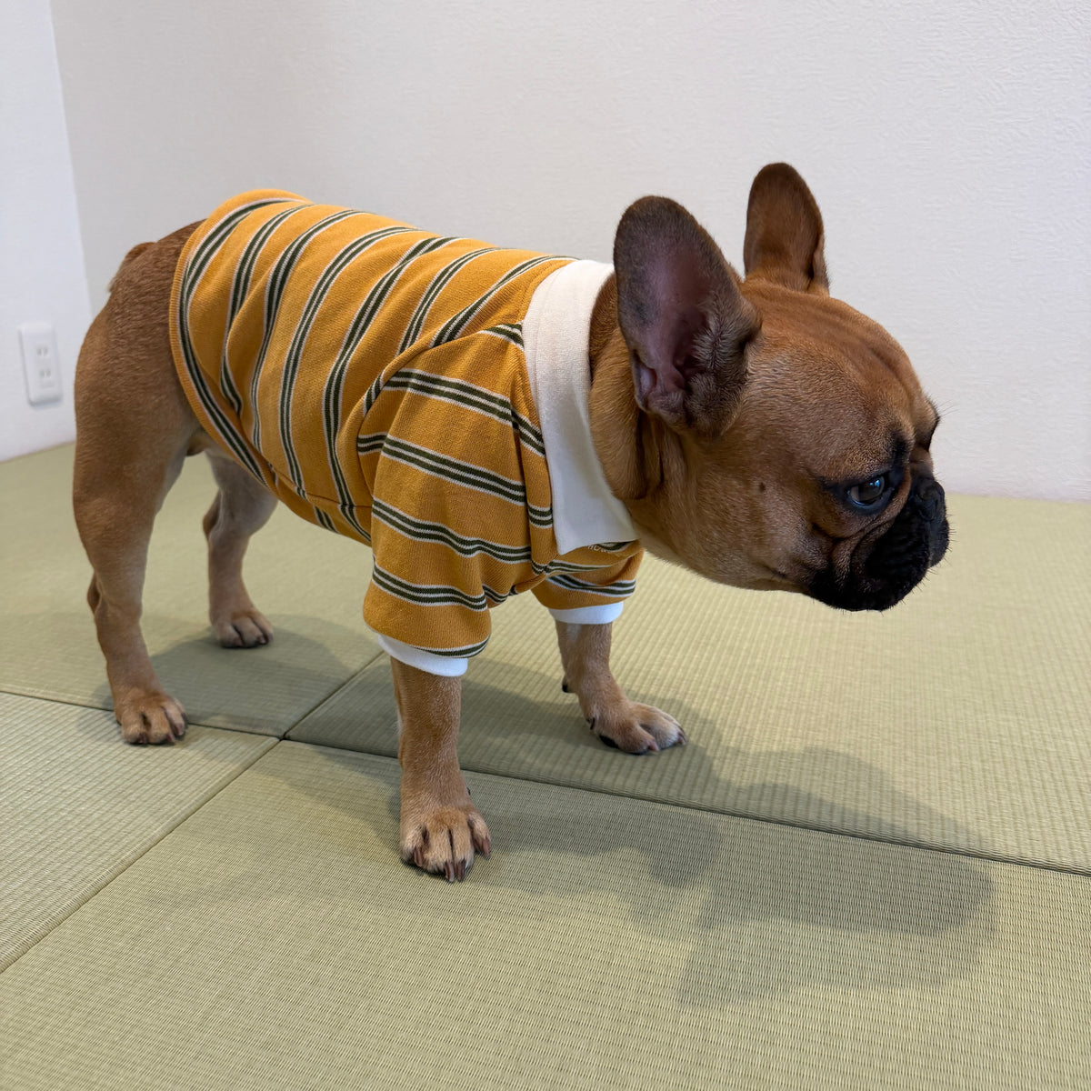 レトロボーダーポロ／Retro Border Polo